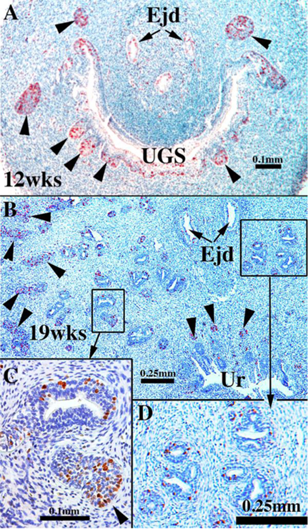 Figure 11.