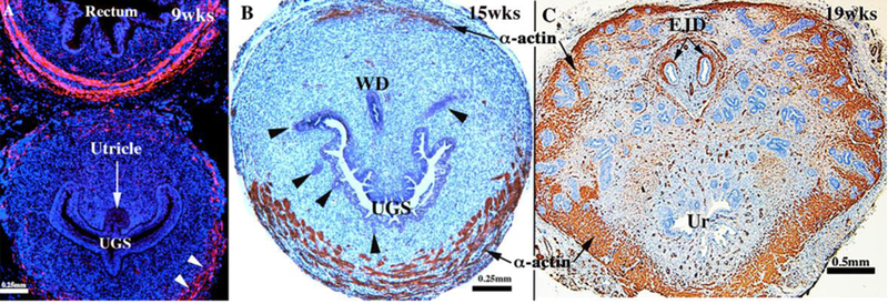 Figure 15.