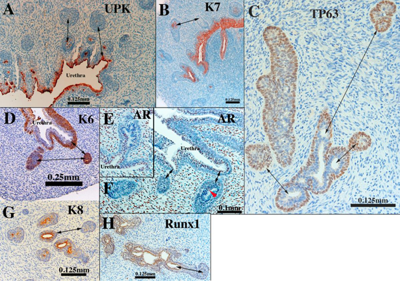 Figure 14.