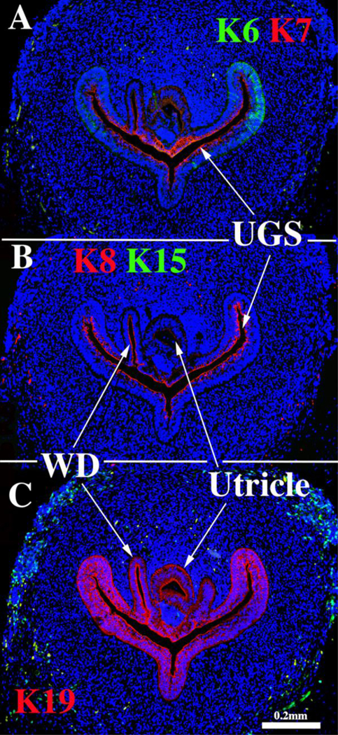 Figure 7.