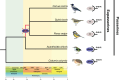 Phylogenetic tree showing the loss of ghrelin in eupasserine birds.