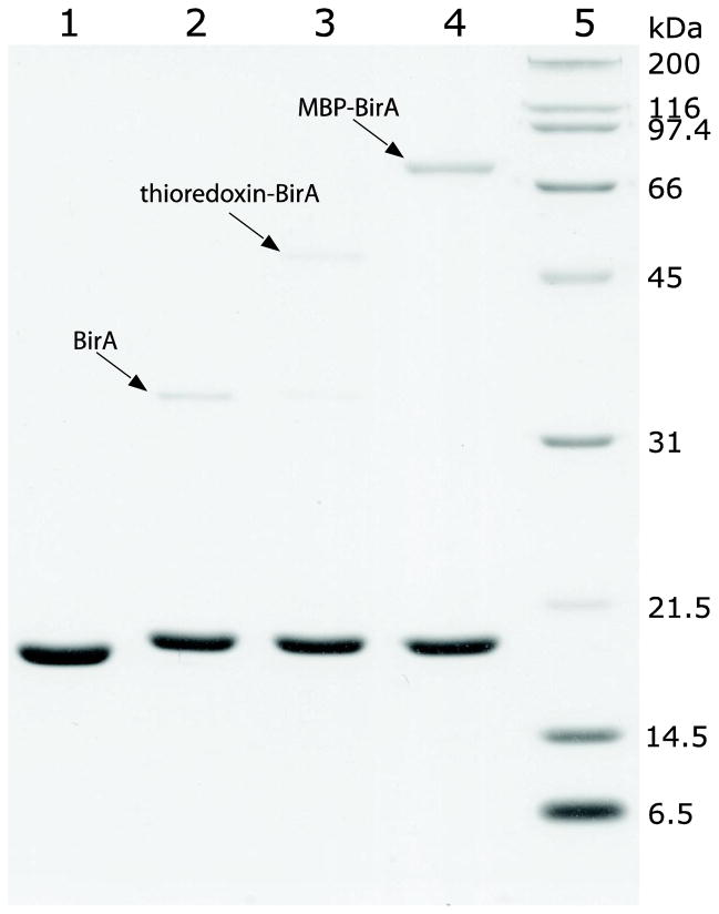 Fig. 10