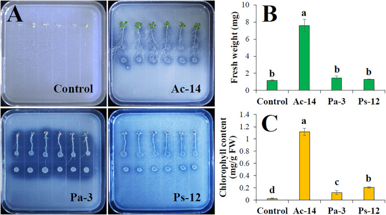 FIGURE 4