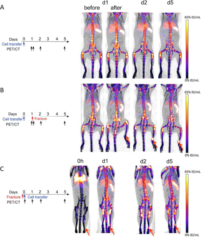 Figure 22