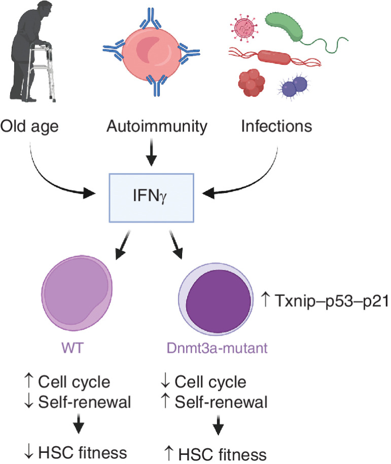 Figure 1. Intrinsic and extrinsic changes to the microenvironment lead to increased IFNγ stimulation of HSC. While IFNγ is detrimental to the self-renewal of wild-type HSC, Dnmt3a-mutant HSC are protected via Txnip–p53–p21 upregulation. Figure created using Biorender.