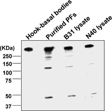 FIG. 9.