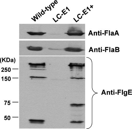 FIG. 7.