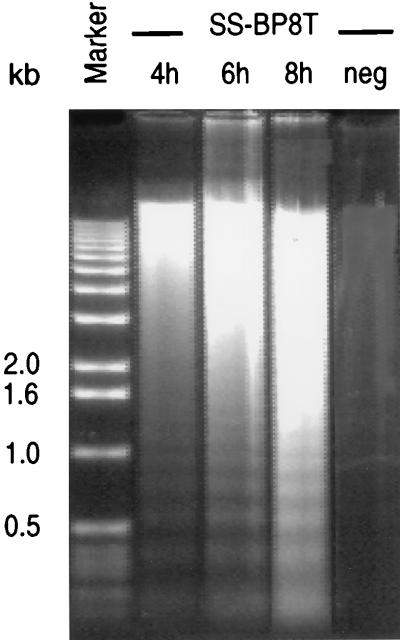 FIG. 5