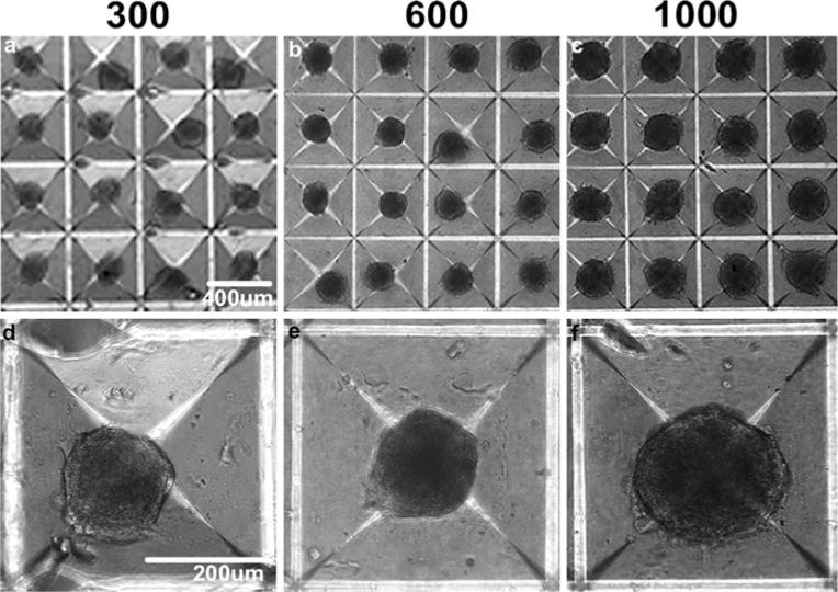 Scaffold-free culture of mesenchymal stem cell spheroids in suspension ...