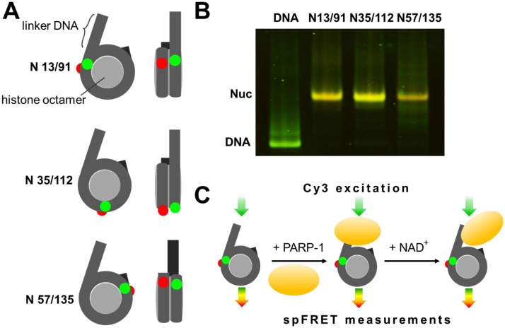 Figure 1.