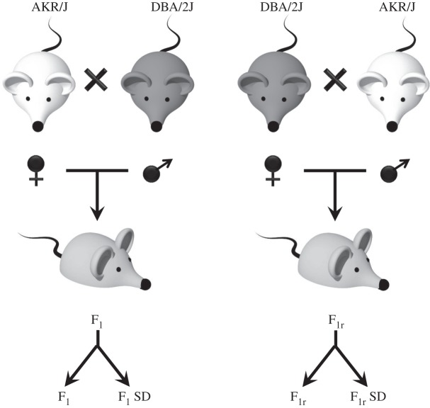 Figure 1.