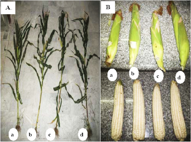 Fig. 8