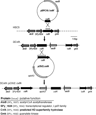 FIG. 1.