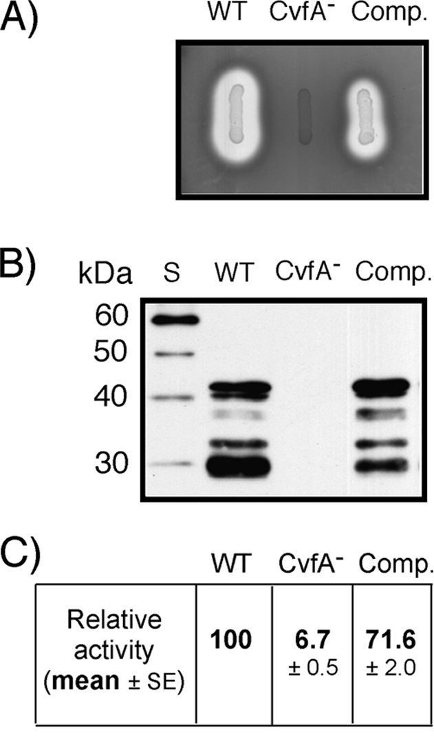 FIG. 2.