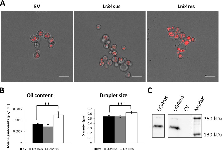 Figure 6.