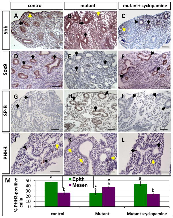 Fig. 13