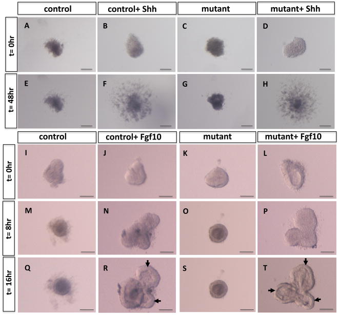 Fig. 11