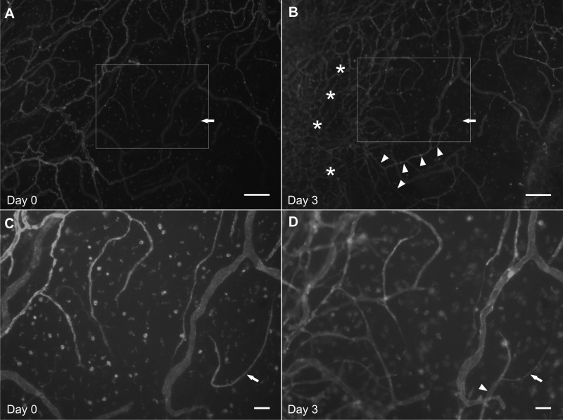 Fig. 9.