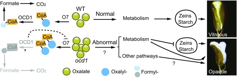 Figure 9.