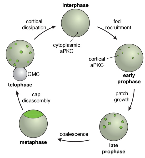 Figure 7.