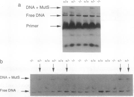 graphic file with name pnas01129-0308-c.jpg