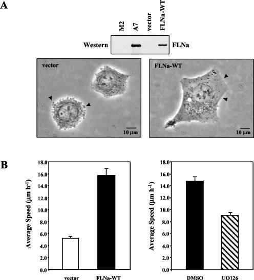 FIG. 8.