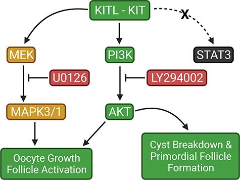 Graphical Abstract