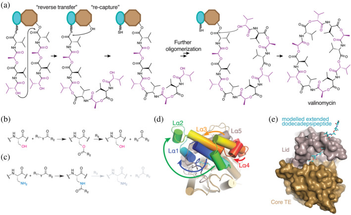 FIGURE 17