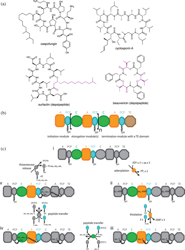 FIGURE 1