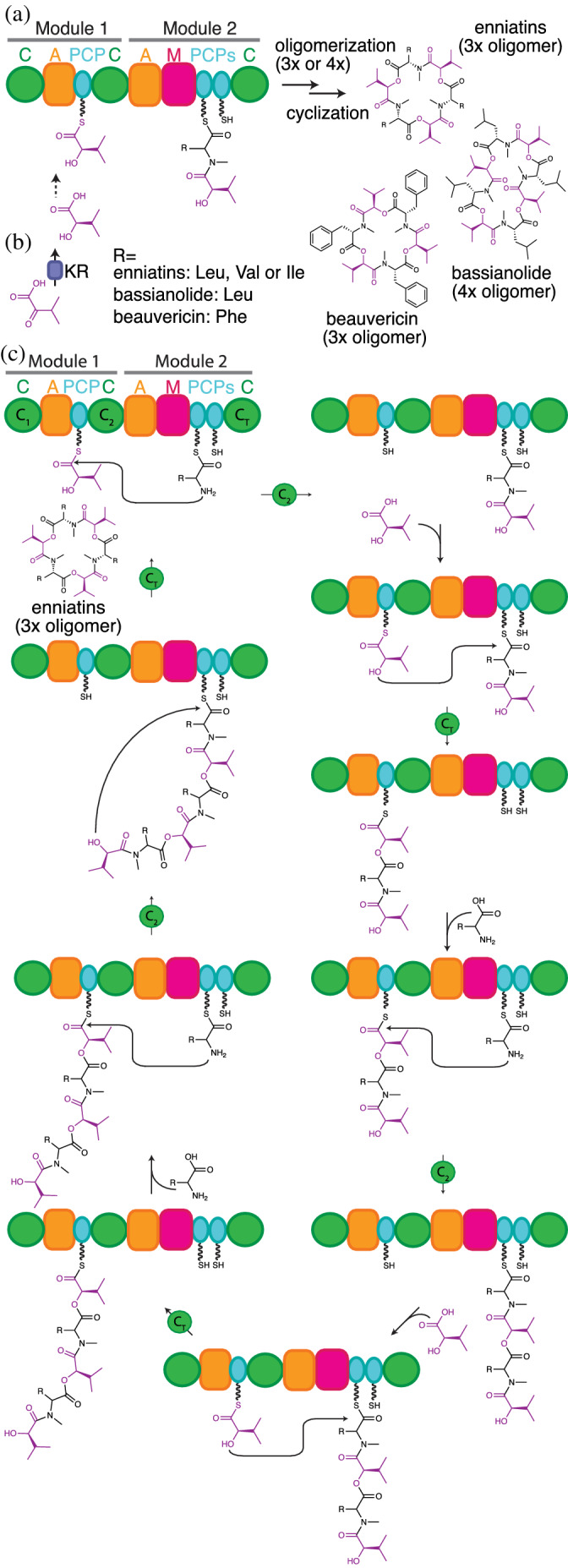 FIGURE 13