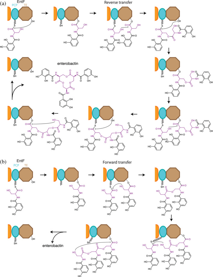 FIGURE 12