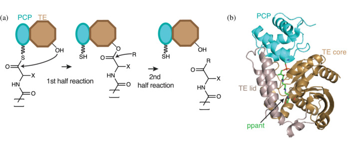 FIGURE 9