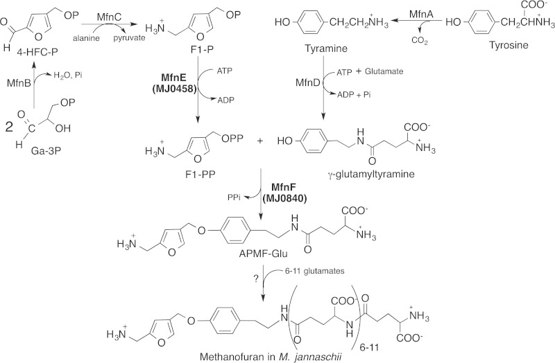 FIG 1