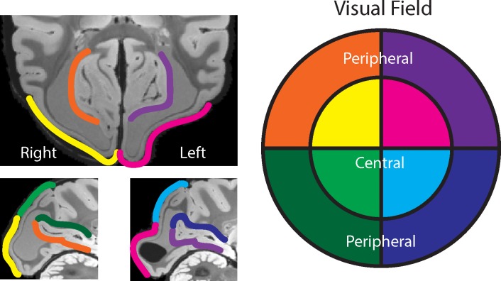 Figure 1—figure supplement 1.