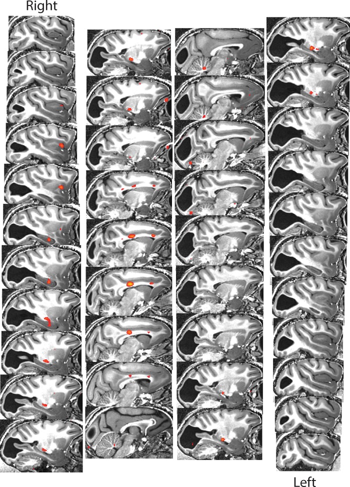 Figure 4—figure supplement 2.