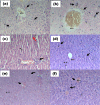 Fig. 2a