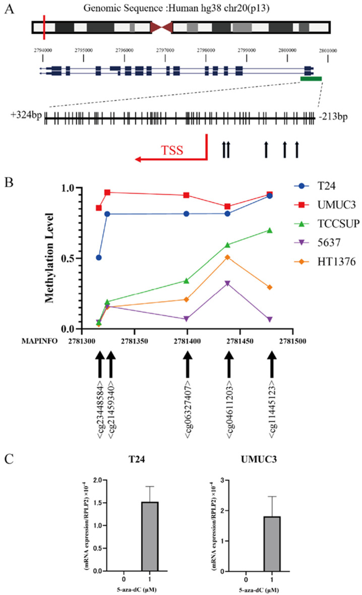 Dna Methylation Aberrations In Dimethylarsinic Acid-induced Bladder 