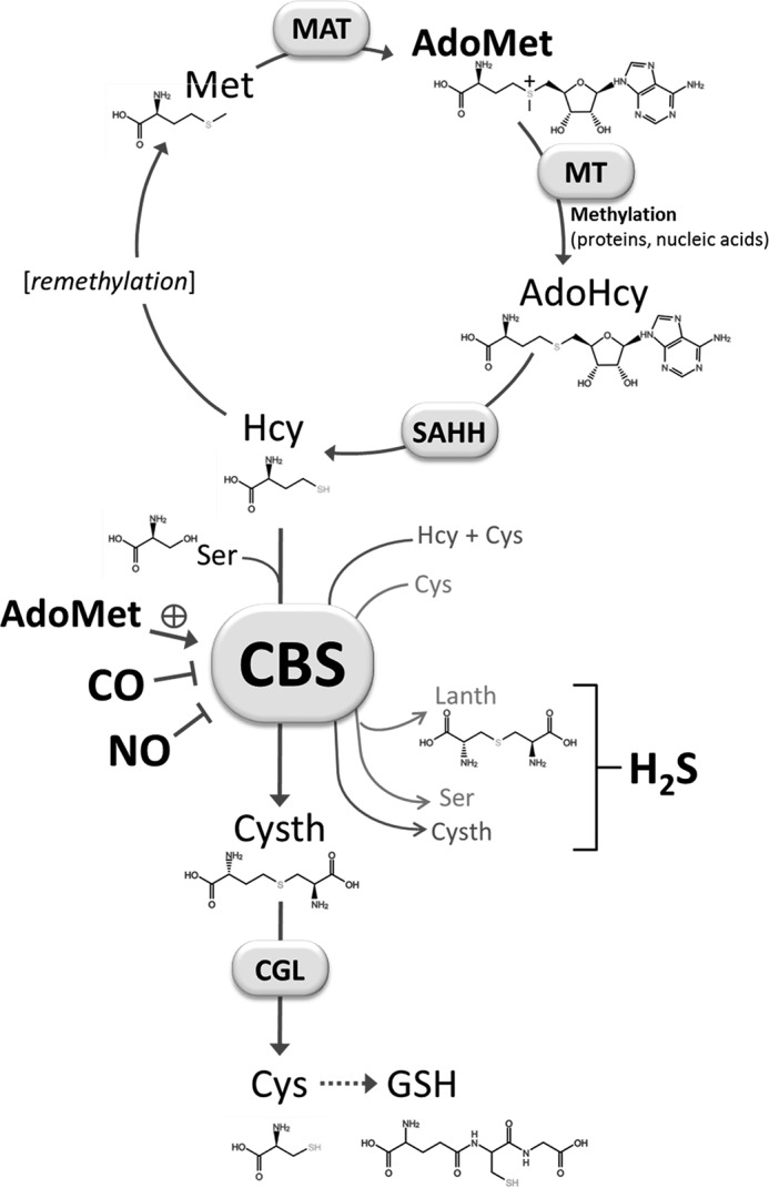 FIGURE 1.