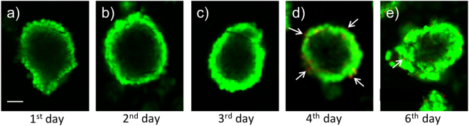 Figure 5