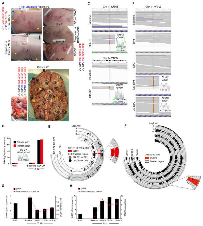 Tunable-combinatorial Mechanisms Of Acquired Resistance Limit The ...