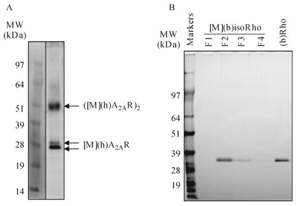 Figure 11.2