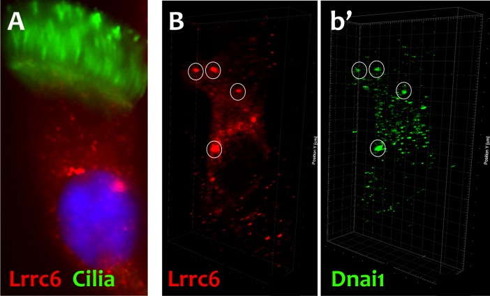 Figure 1—figure supplement 1.