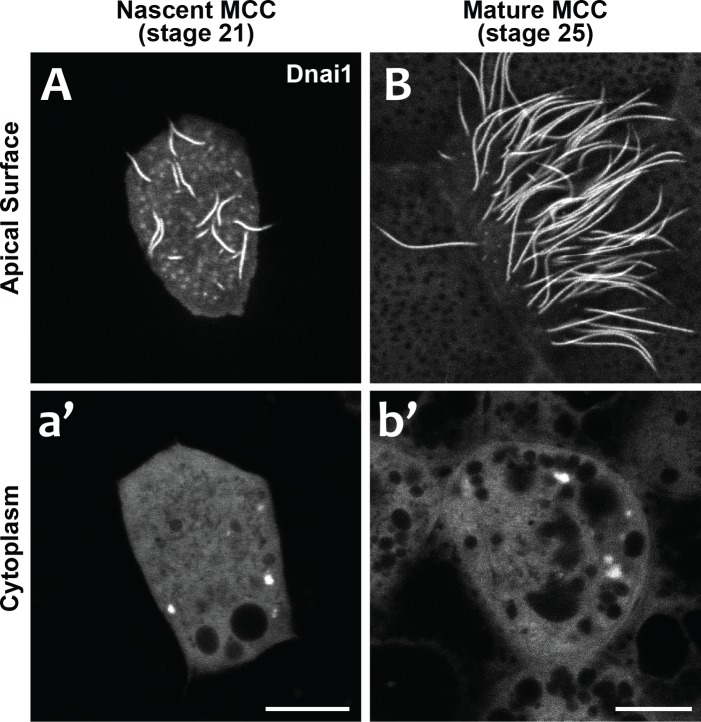 Figure 7.