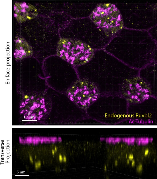 Figure 1—figure supplement 5.