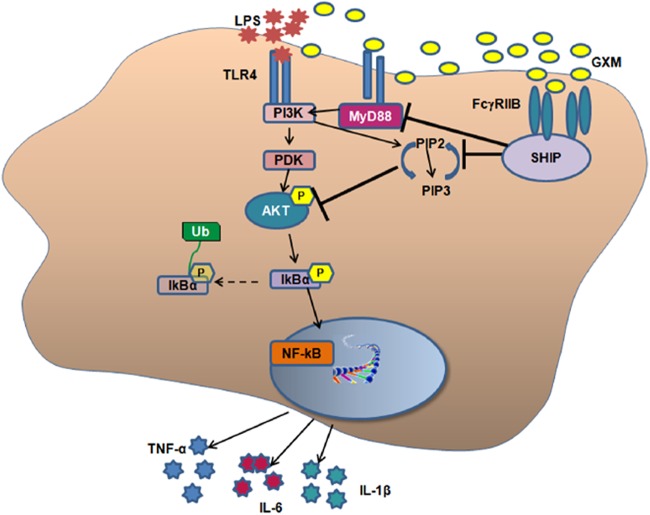 Fig 7