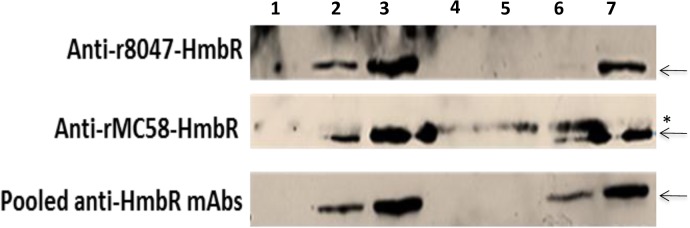 Fig 5