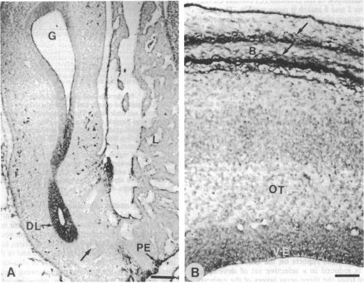 graphic file with name pnas01086-0071-b.jpg