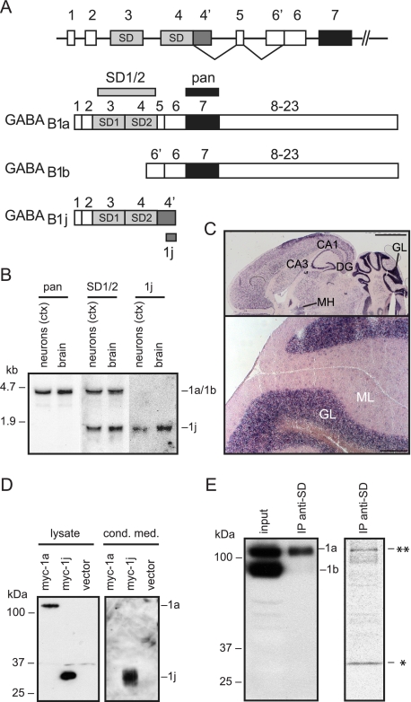 FIGURE 1.