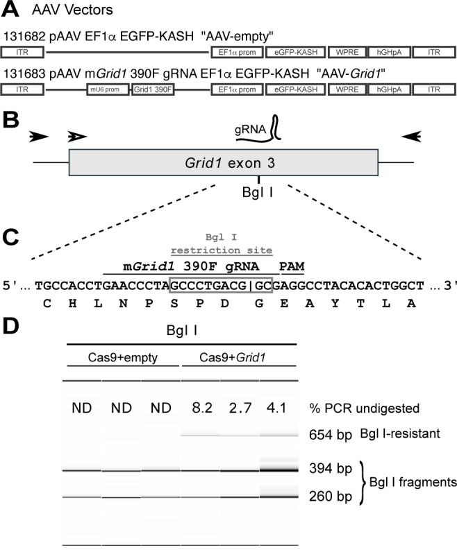 Figure 5—figure supplement 1.