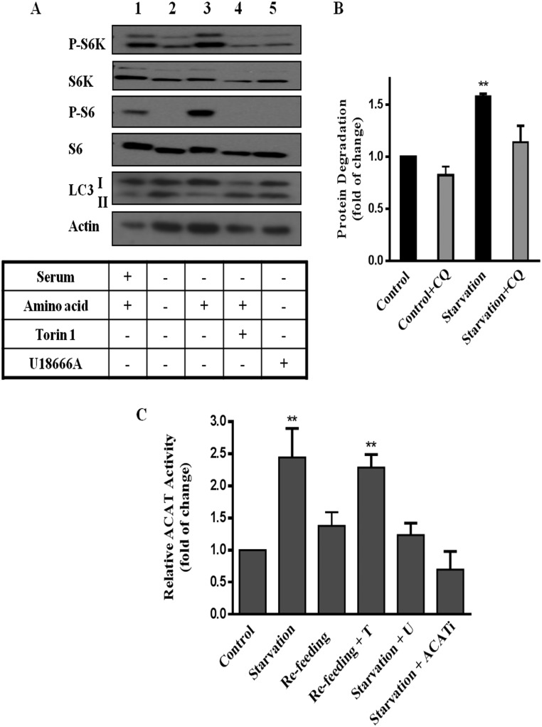 Fig. S3.